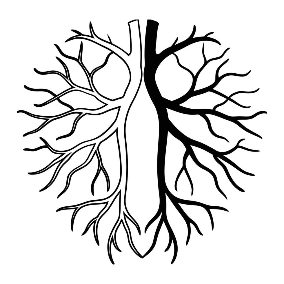 Human Veins Whole and Half Cut High Quality Medical Stock Photos vector