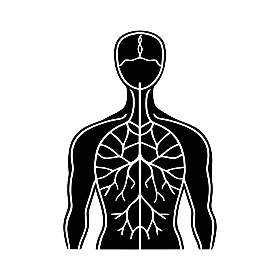 illustration of a human body vector