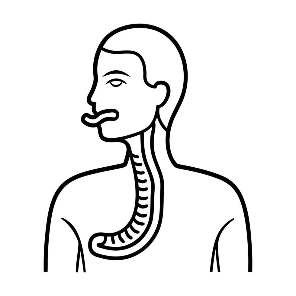 human esophagus whole and half cut vector