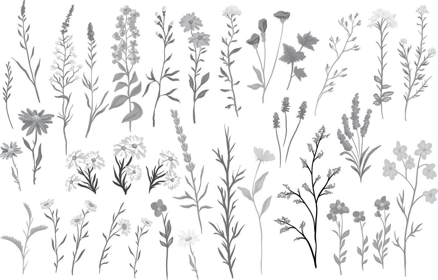 monochrome illustration of various wildflowers and delicate plants set arranged artistically on a white background vector