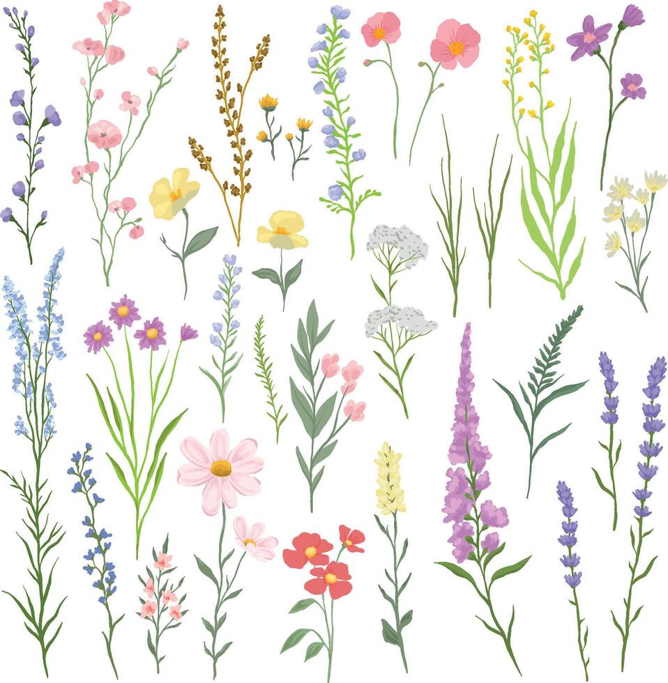 illustration of various wildflowers and delicate plants arranged artistically on a white background vector