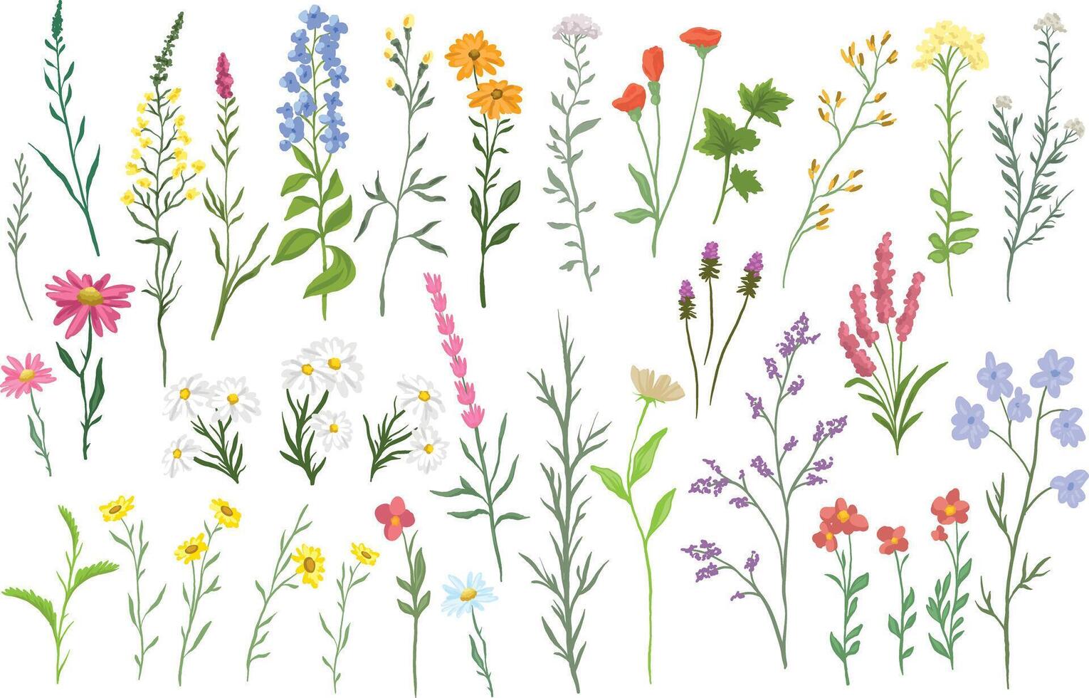 illustration of various wildflowers and delicate plants set arranged artistically on a white background vector