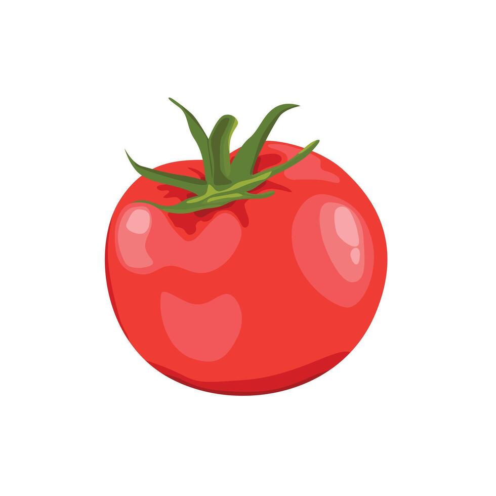 Tomato vegetable illustration isolated on white vector