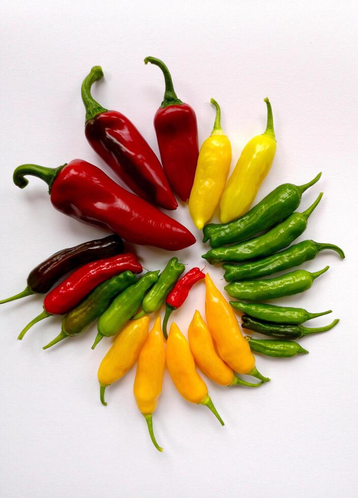 RED, YELLOW, PURPLE AND GREEN FRESH CHILLIES ON A WHITE BACKGROUND photo