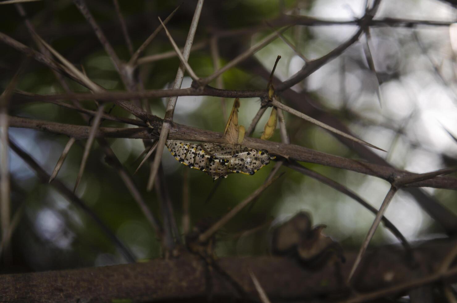 Unique The posture of a butterfly hanging on a thorn branch. Papilio machaon photo