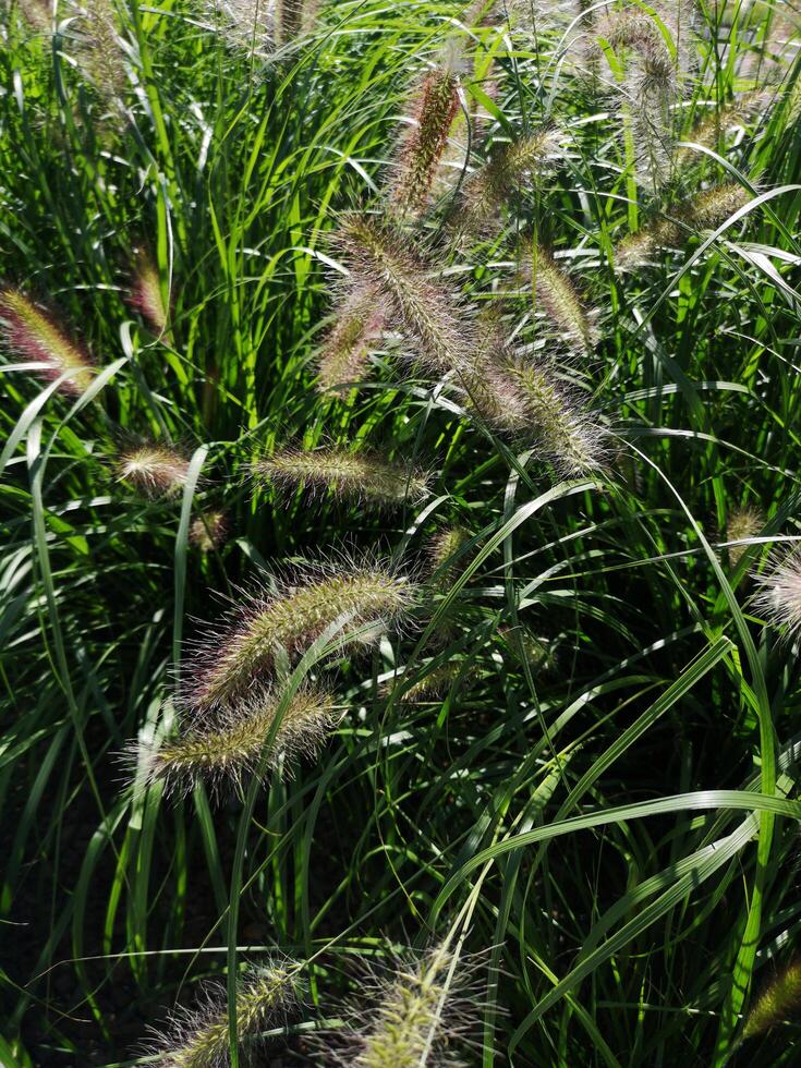 FOUNTAIN GRASS IN SUNLIGHT photo