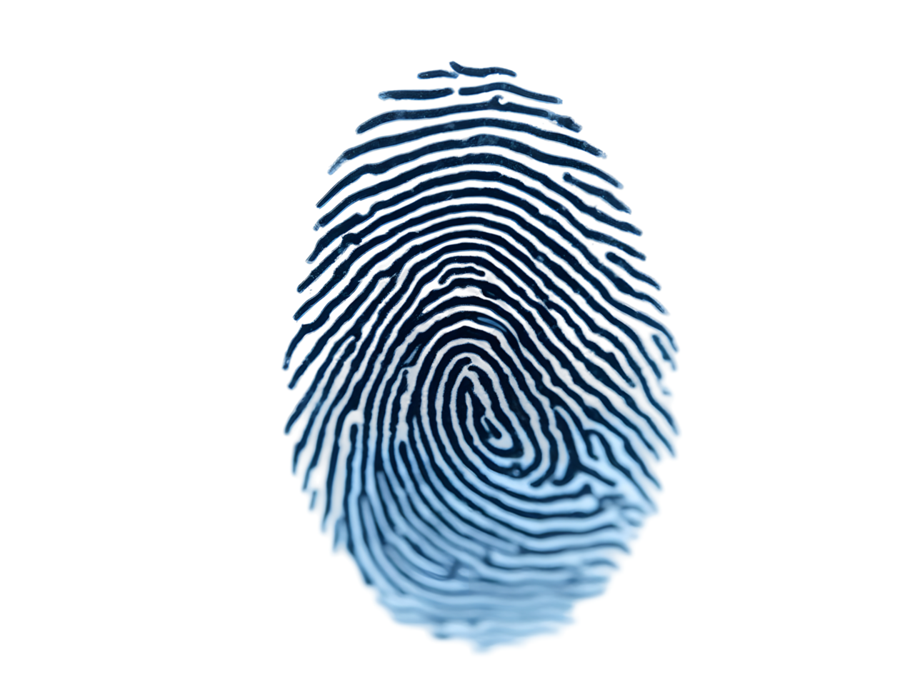 Unique Fingerprint A Close-Up of Human Identity png