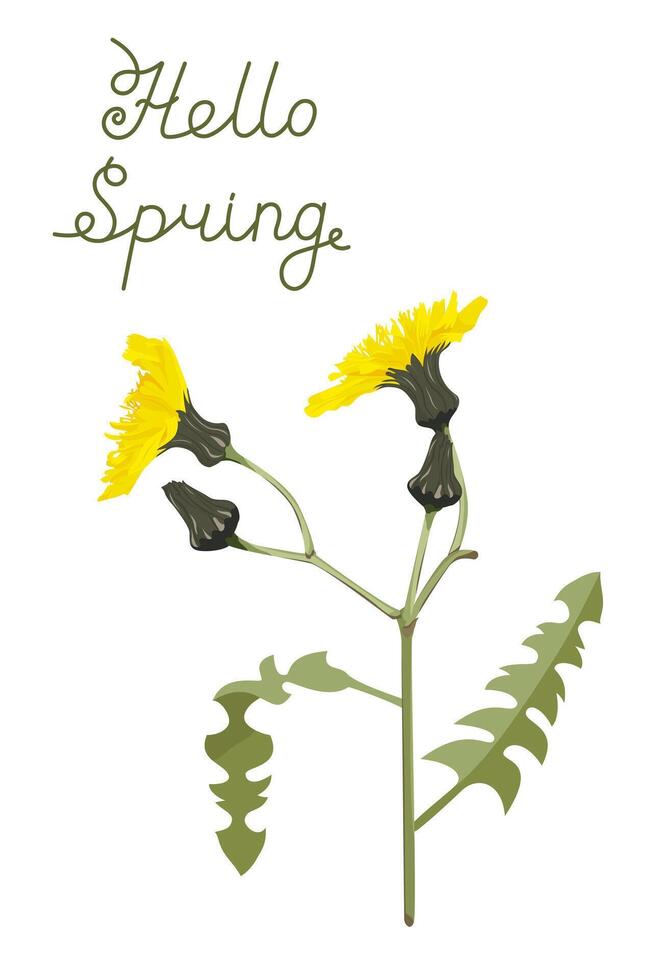 card with blooming dandelion. Spring greeting card concept. Floral card with spring meadow flowers. vector