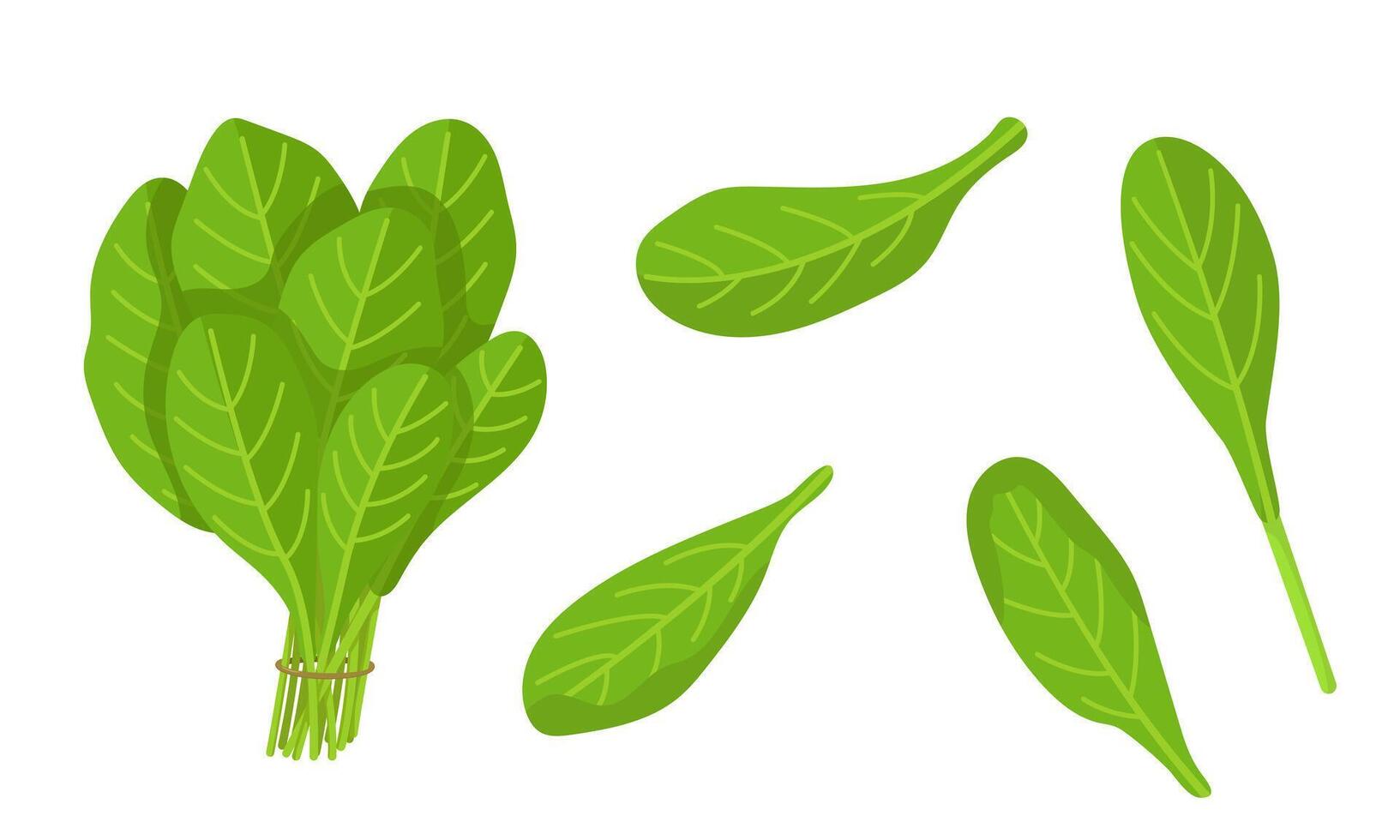 illustration of spinach isolated on white background. Fresh Greens Image. Pictures for packaging design and culinary products. vector