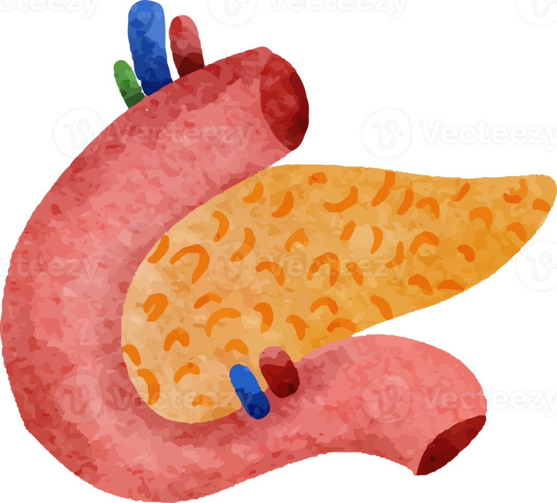 Watercolor Pancreas Human Organ png