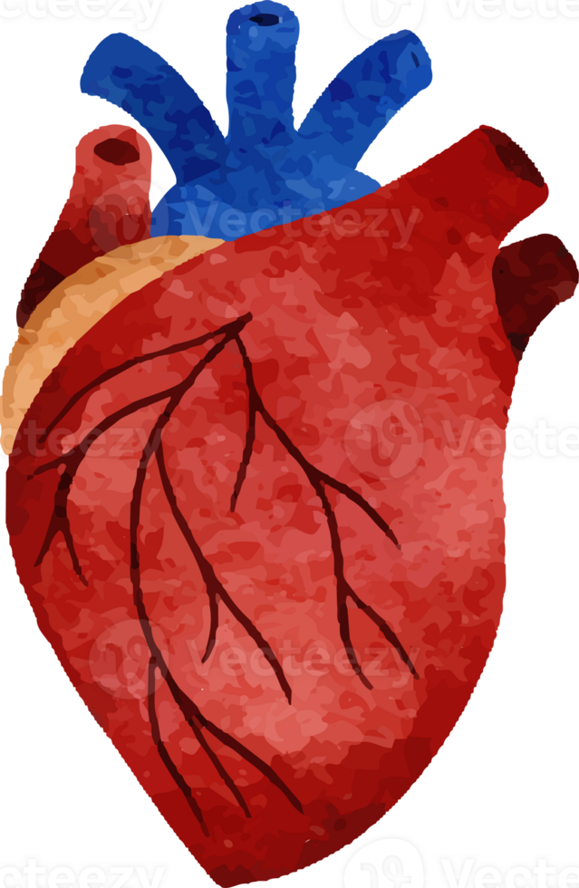 Watercolor Heart Human Organ png