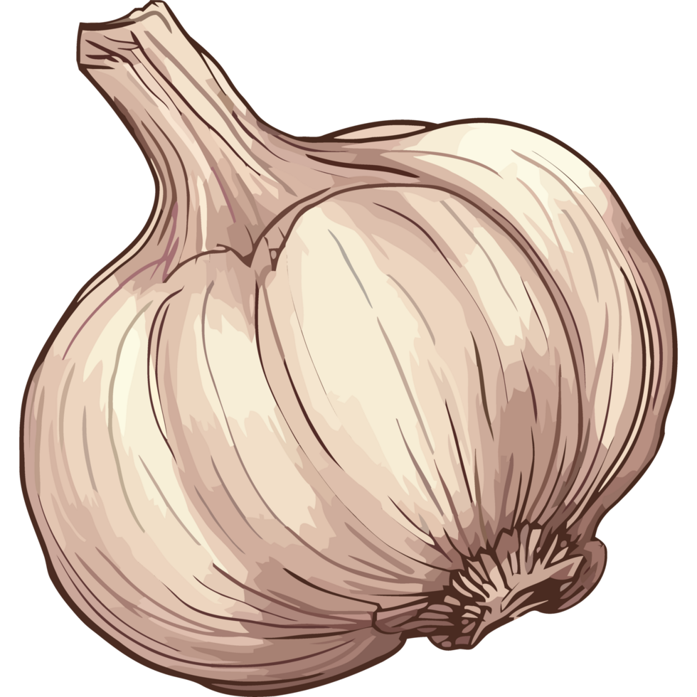 Fresh garlic clove, healthy ingredient for cooking icon isolated png