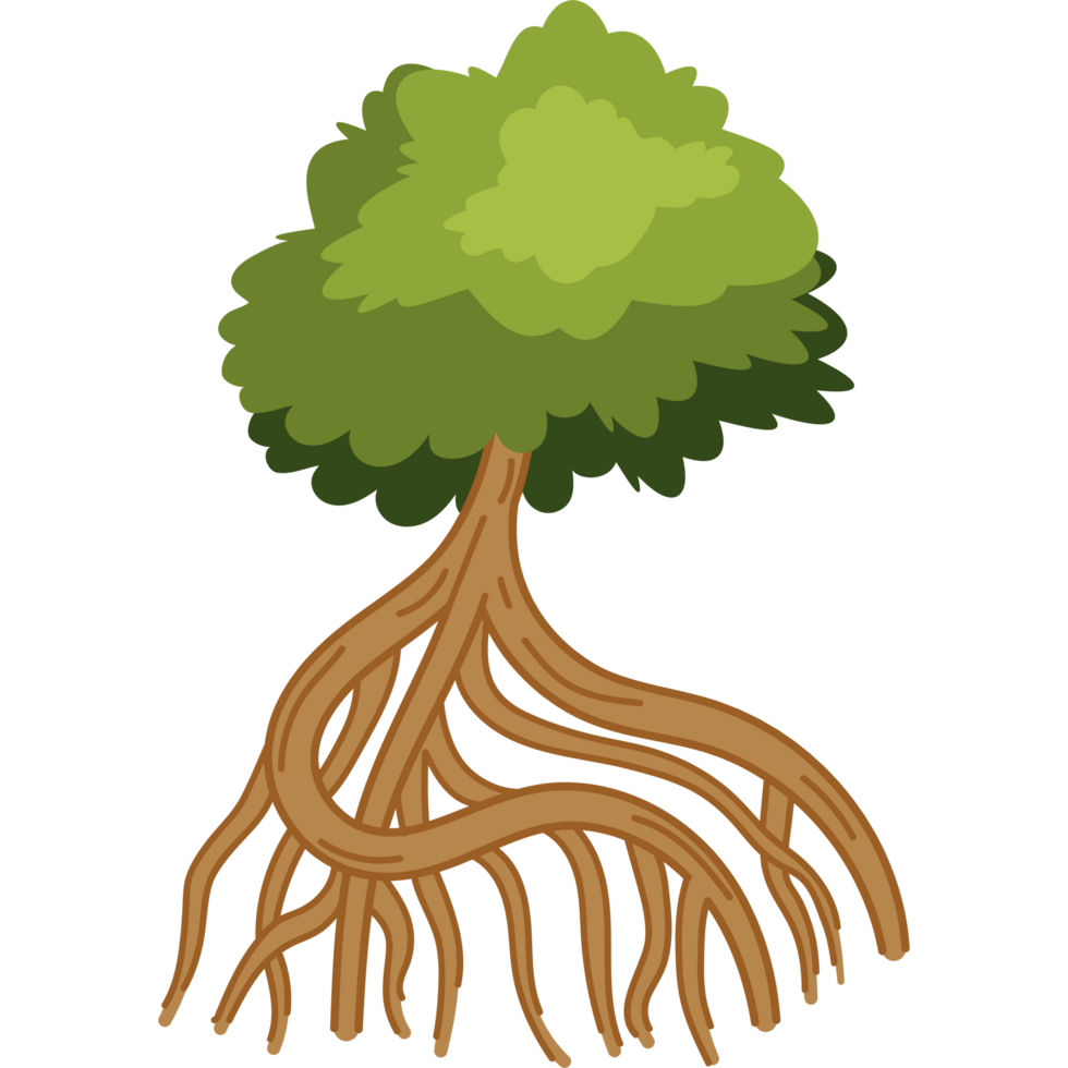 mangrove tree with large roots png
