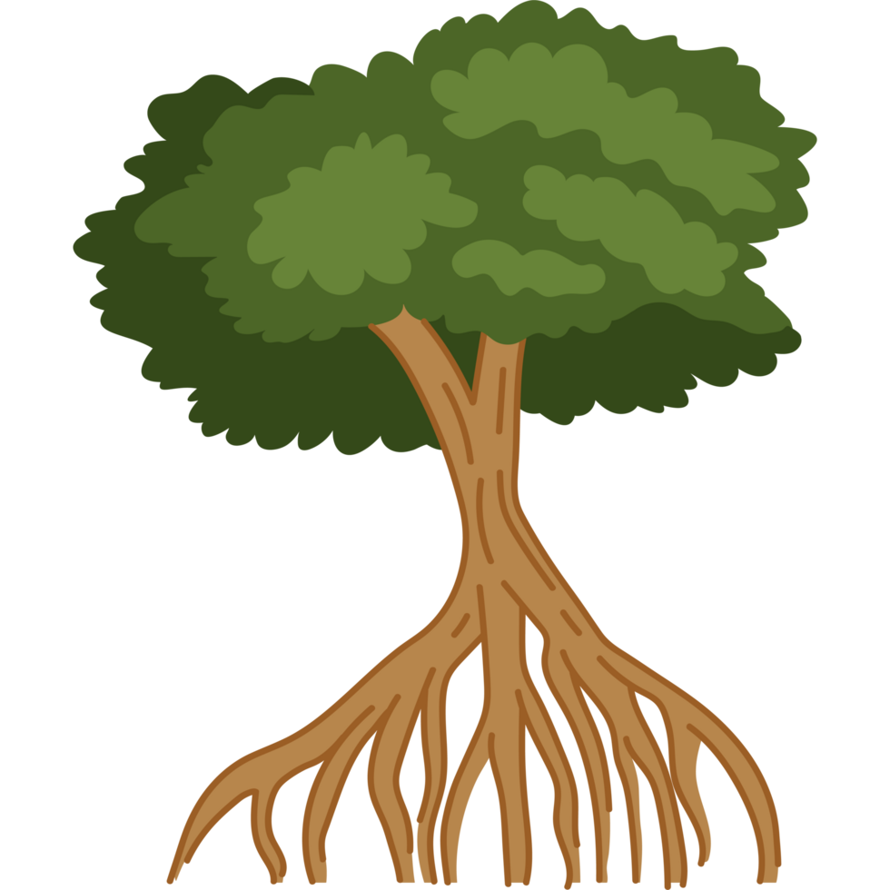 mangrove tree a tropical coastal plant png
