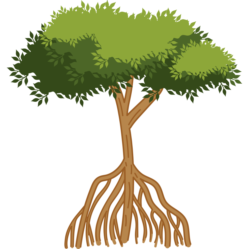mangrove tree nature with roots isolated png