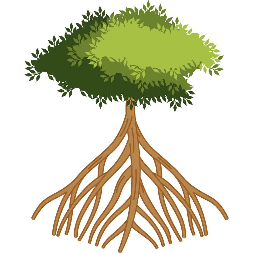 mangrove tree exotic botany png