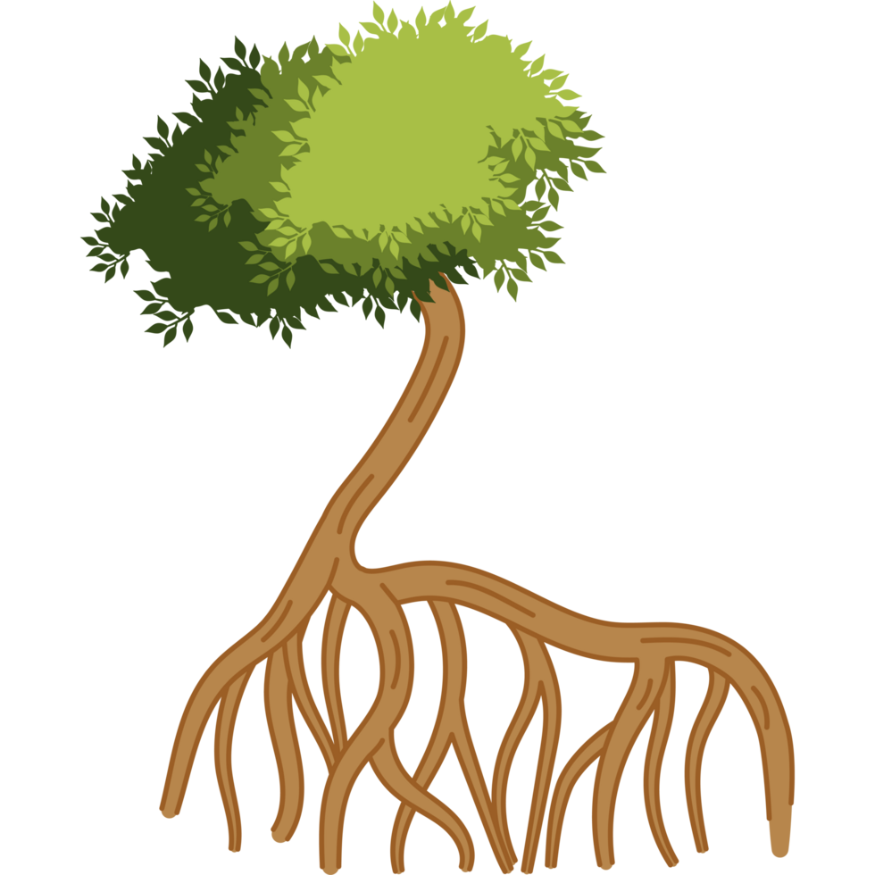 mangrove tree rooted with green leaves png