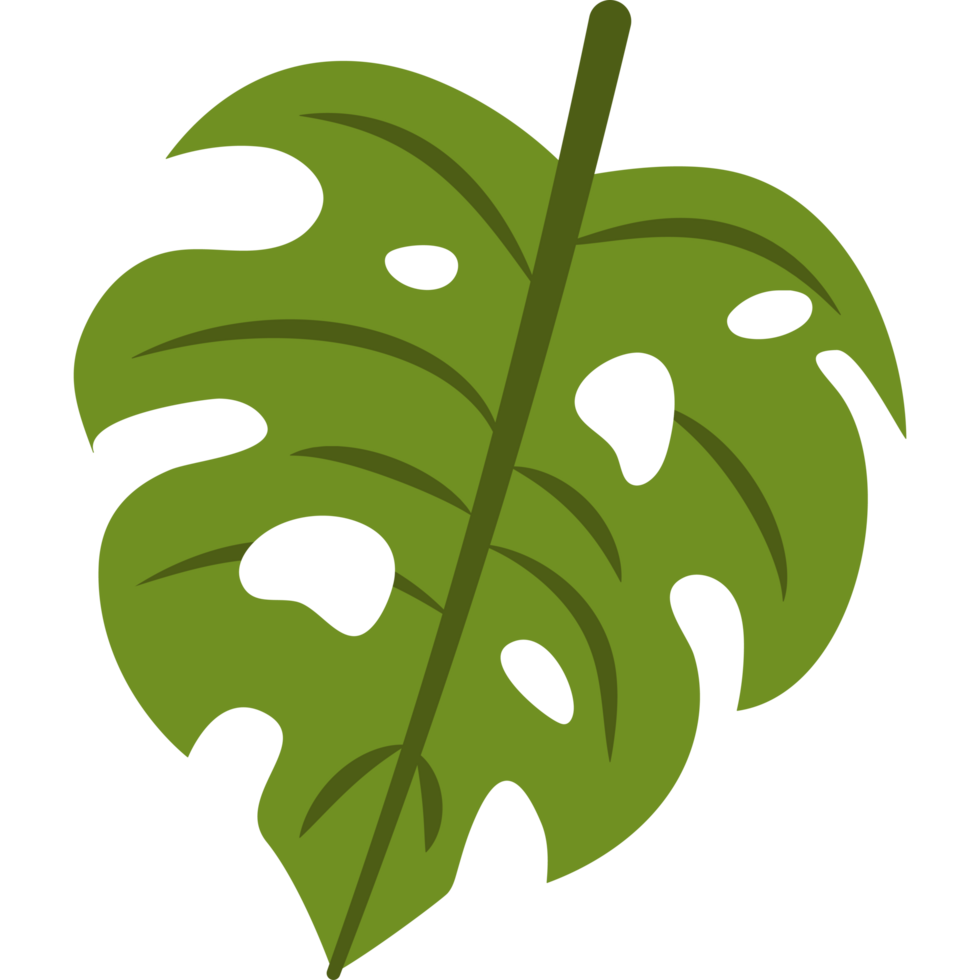 tropical leaves monstera foliage png