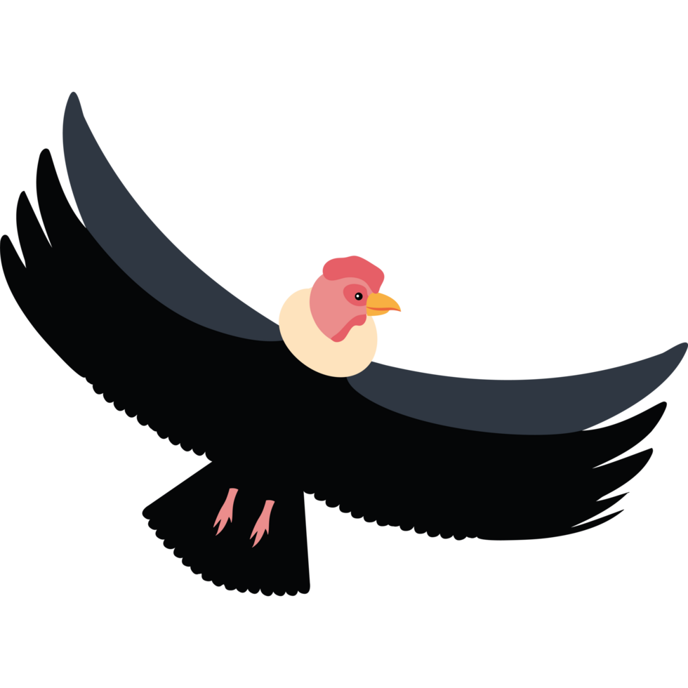andean condor scavenger wild animal png