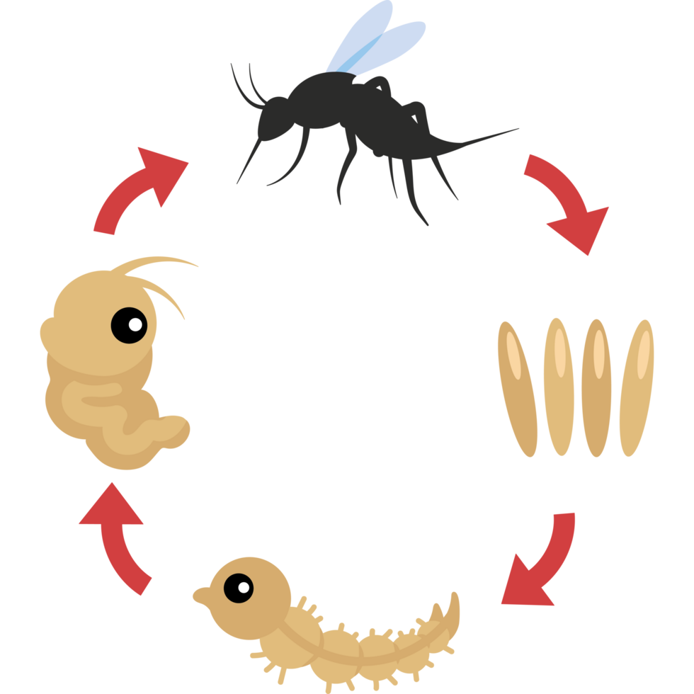 mosquito life cycle development and reproduction png