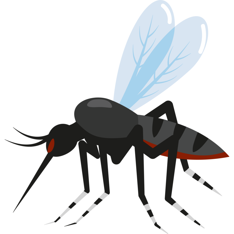 dengue mosquito after blood sucking png