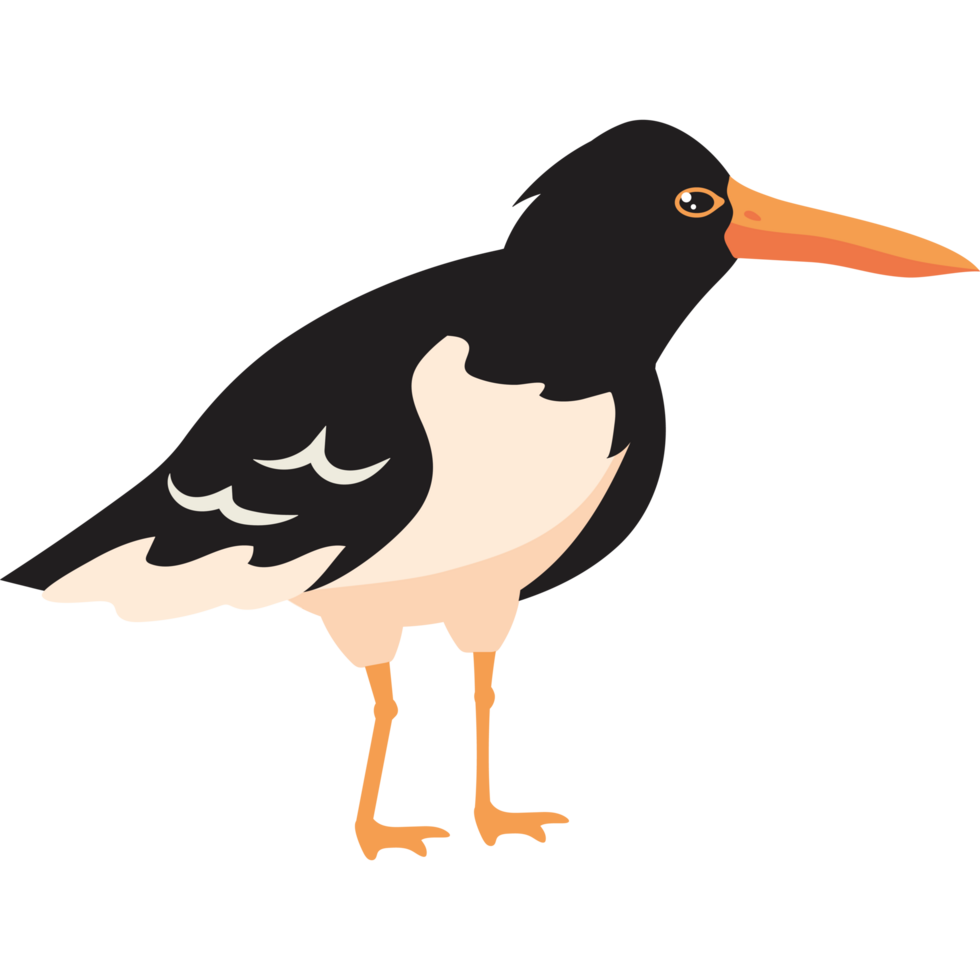 cute pied oystercatcher png