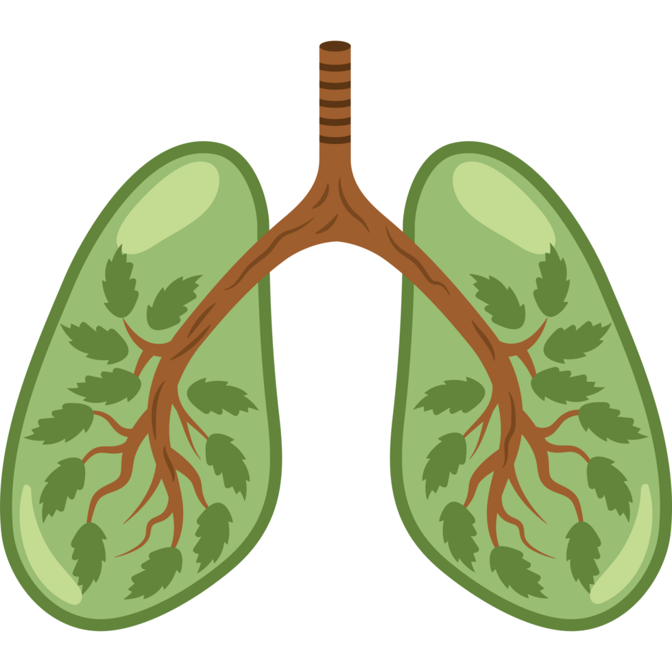 clean air green human lungs png