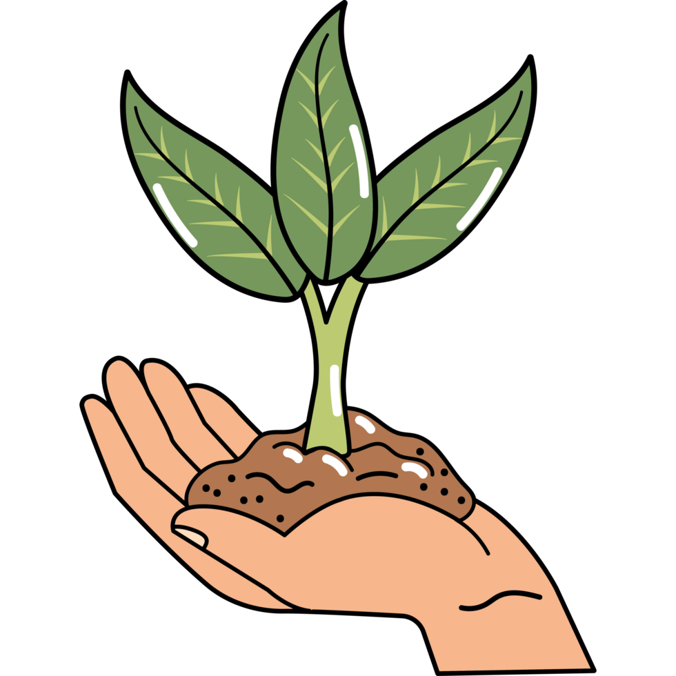young green plant in hand png