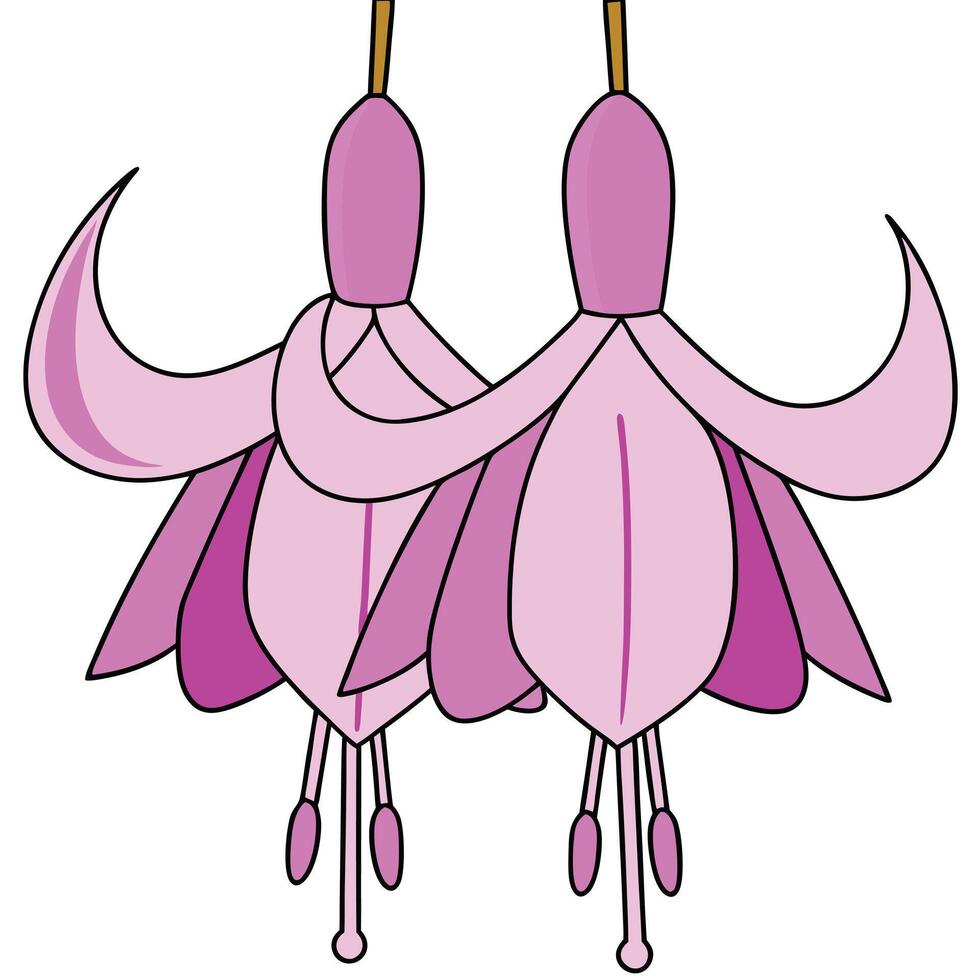 Elegant Pink Fuchsia Flowers Botanical Illustration of Delicate Petals vector