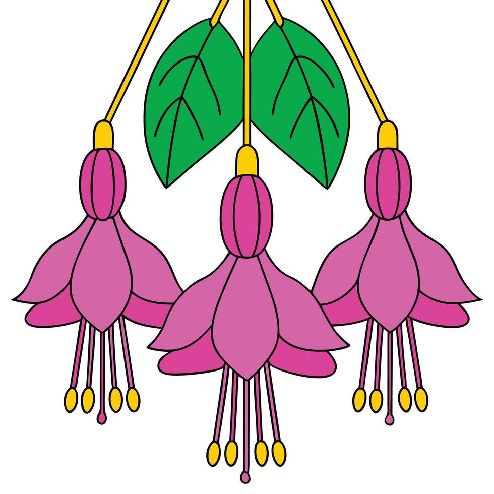 Vibrant Pink Fuchsia Blossoms Hanging Delicate Green Leaves vector