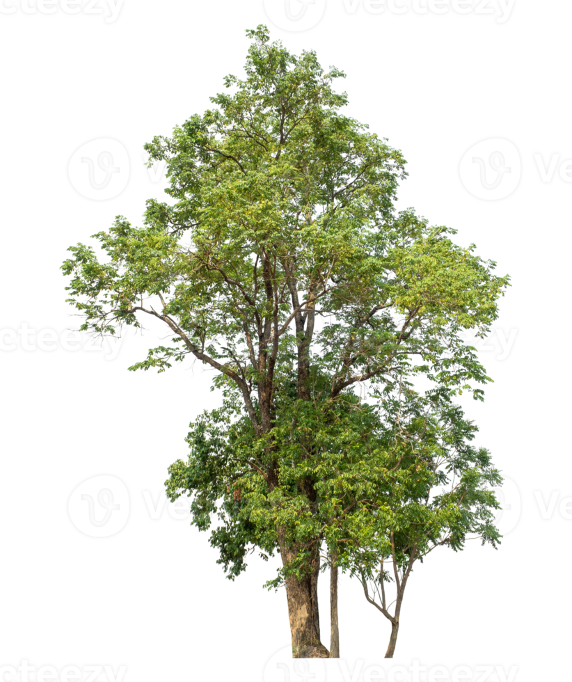 trees in summer isolated on transparent background, high resolution. png