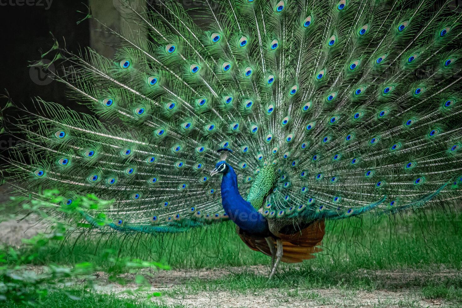 A Peacock with its tail feathers fully spread, standing in a grassy area. Indian Peafowl Showcasing Tail Feathers in Zoo photo