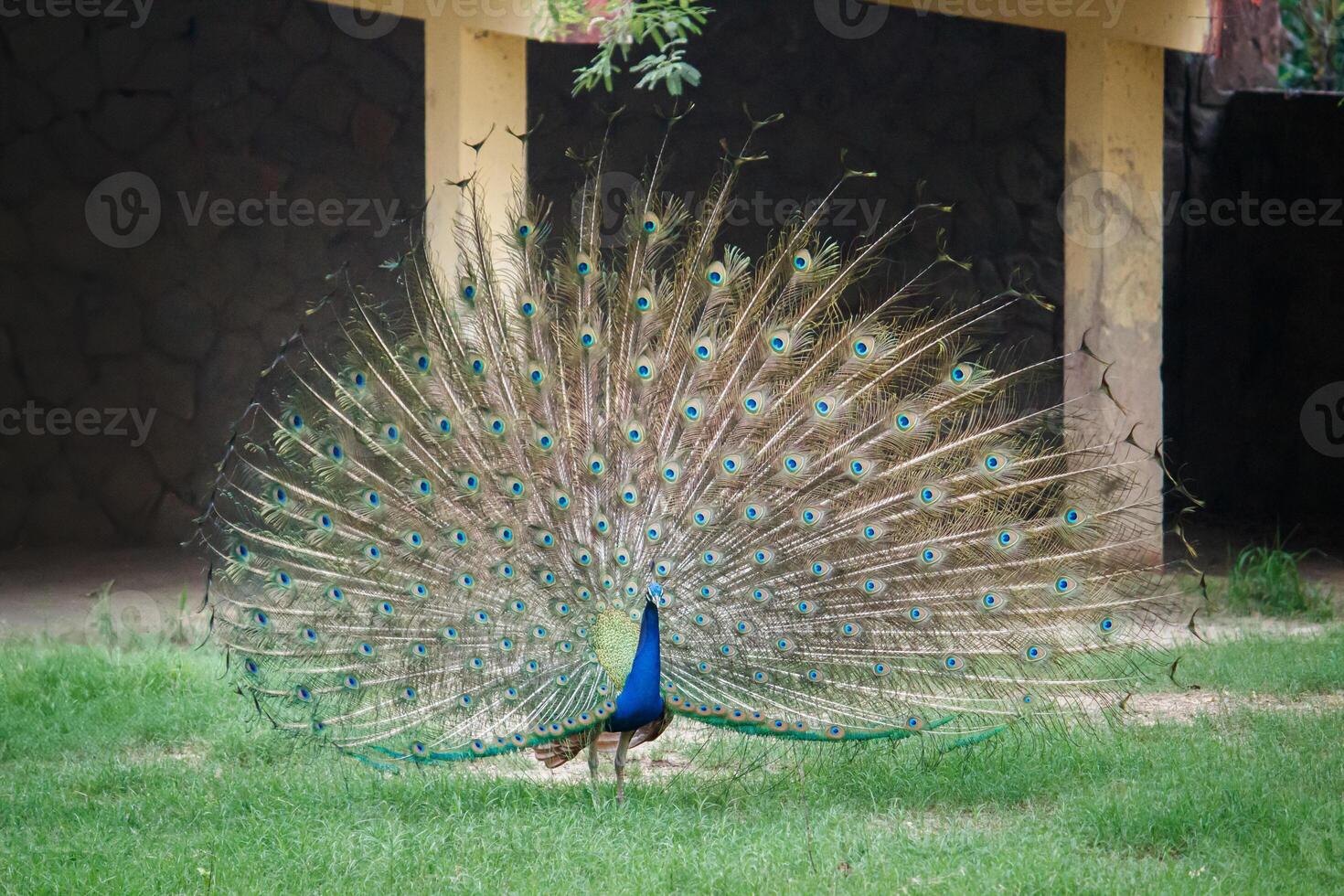 A Peacock with its tail feathers fully spread, standing in a grassy area. Indian Peafowl Showcasing Tail Feathers in Zoo photo