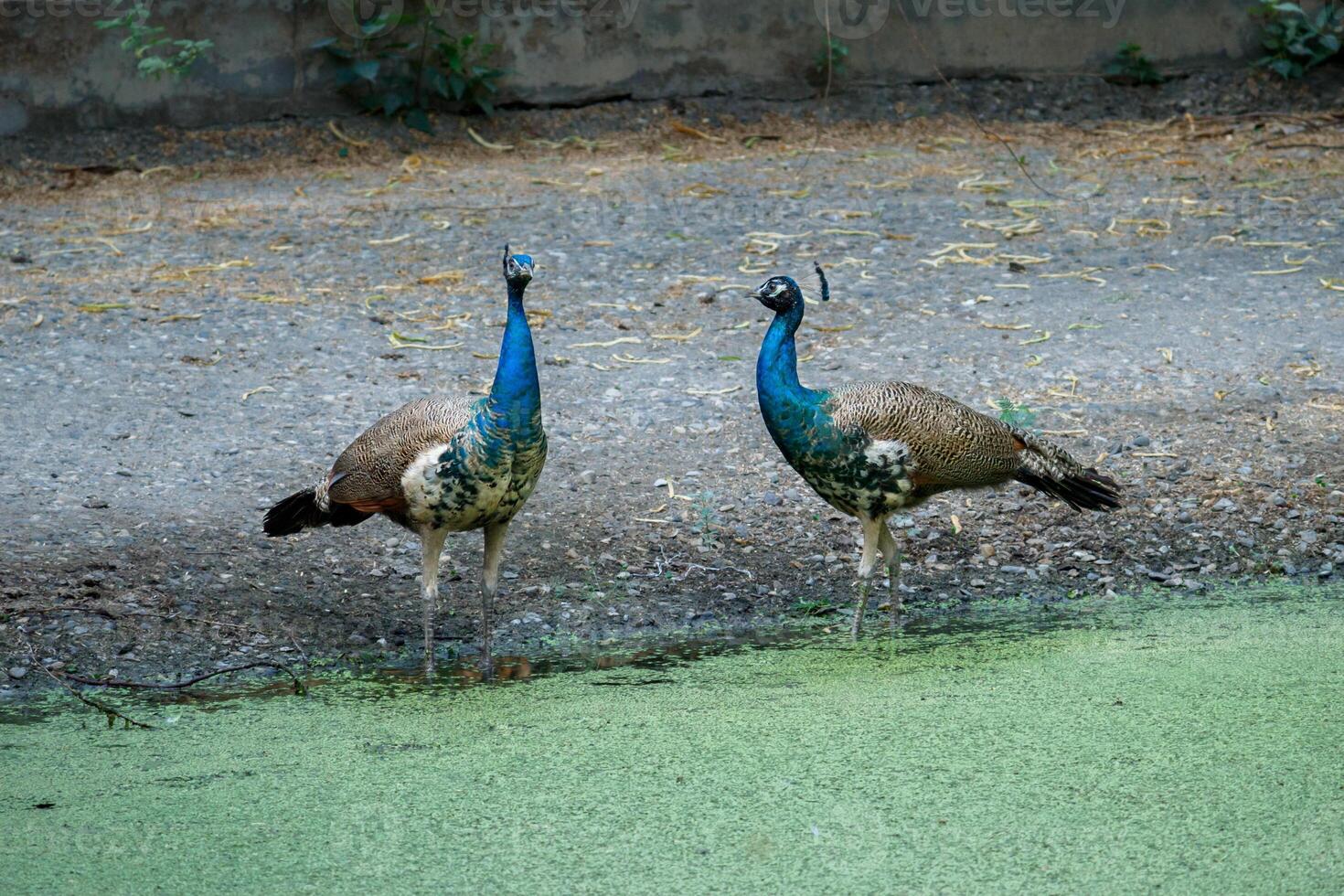 Two Peacocks Standing Near Pond in Zoo. Indian Peafowl Pair in Serene Setting photo
