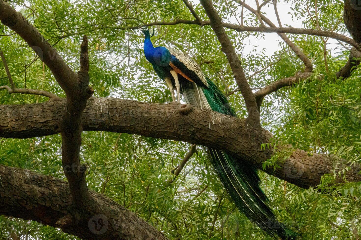 Peacock perched on a branch, tail feathers partially displayed, natural environment photo
