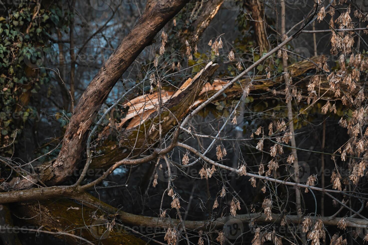 A fallen tree in the woods with a bird on it photo