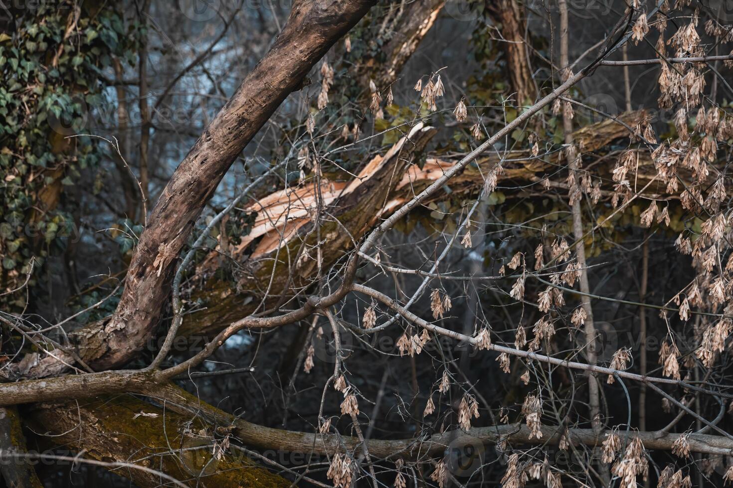 A fallen tree with a branch on it photo