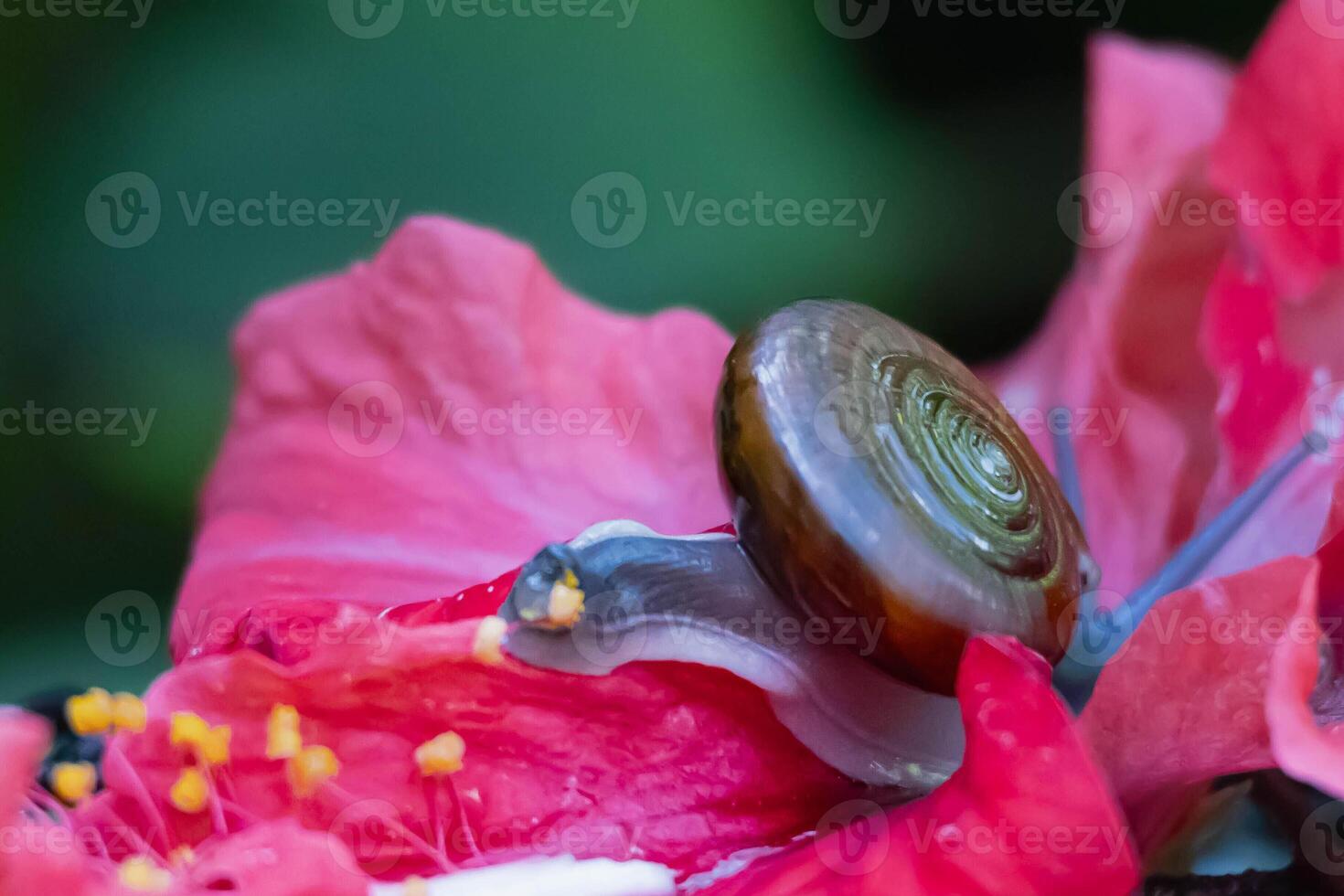 A garden showcases a close-up view of a snail delicately crawling on a pink hibiscus flower, surrounded by lush greenery under soft morning sunlight. photo