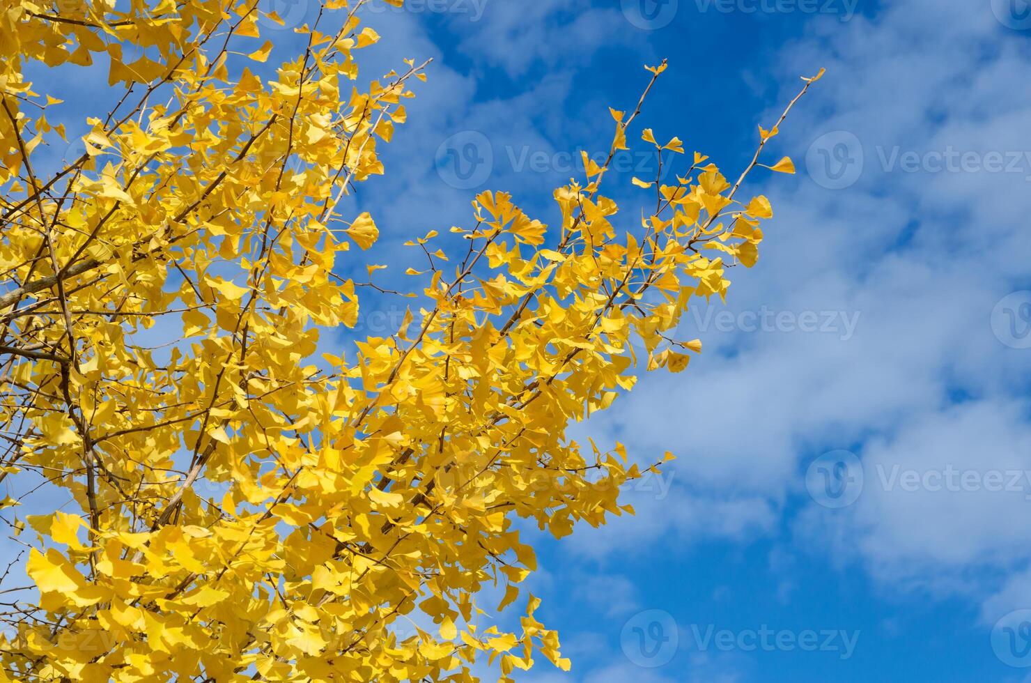 Autumn color of yellow Ginkgo tree in blue sky photo