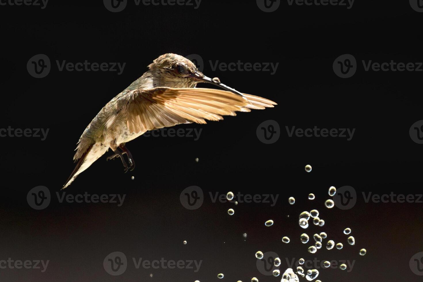 Annas hummingbird - Calypte Anna - Enjoying the Water Fountain Drops. photo