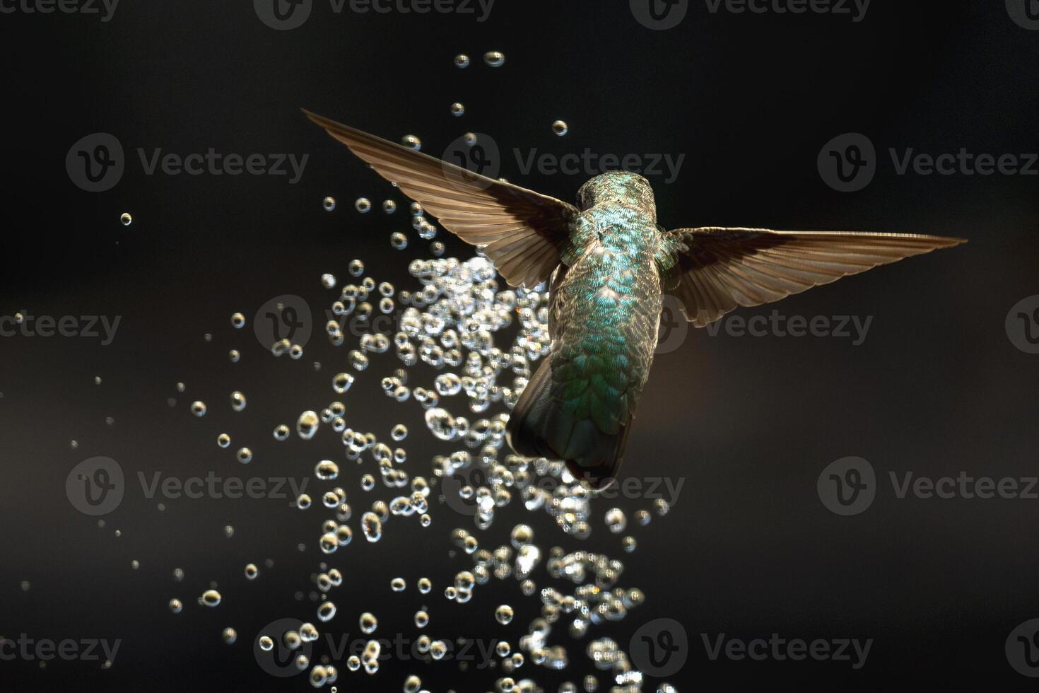Annas hummingbird - Calypte Anna - Enjoying the Water Fountain Drops. photo