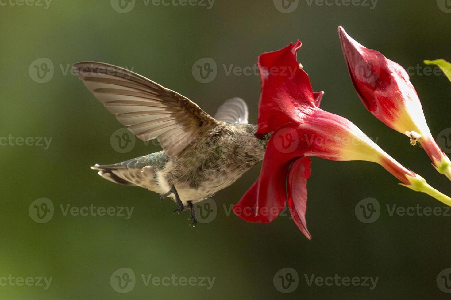 Annas hummingbird - Calypte Anna - Enjoying the Red Mandevilla. photo