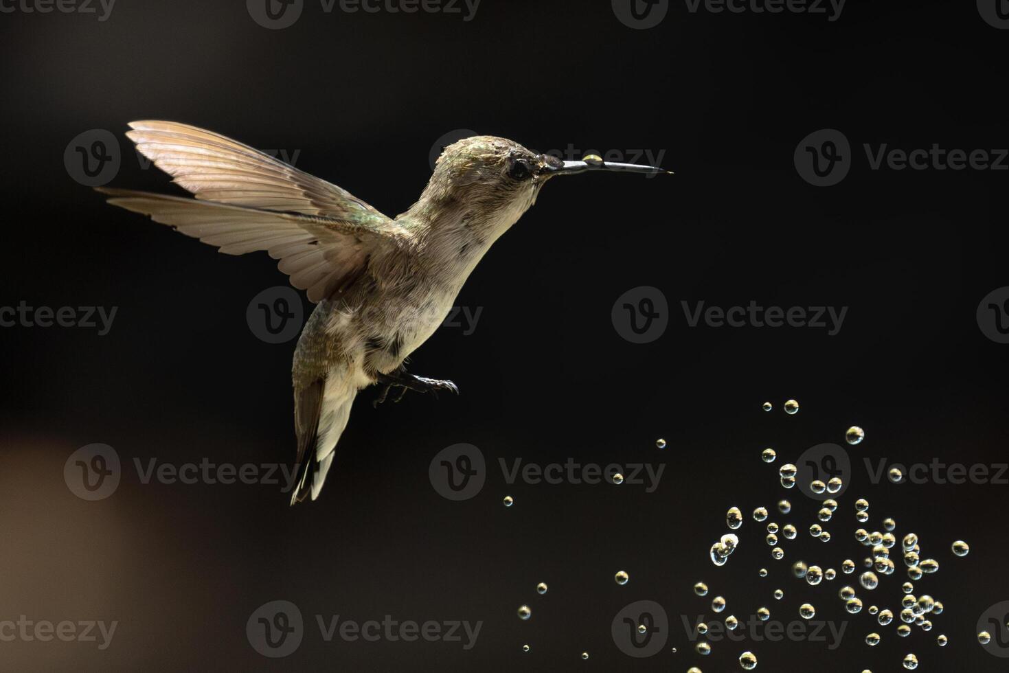 Annas hummingbird - Calypte Anna - Enjoying the Water Fountain Drops. photo