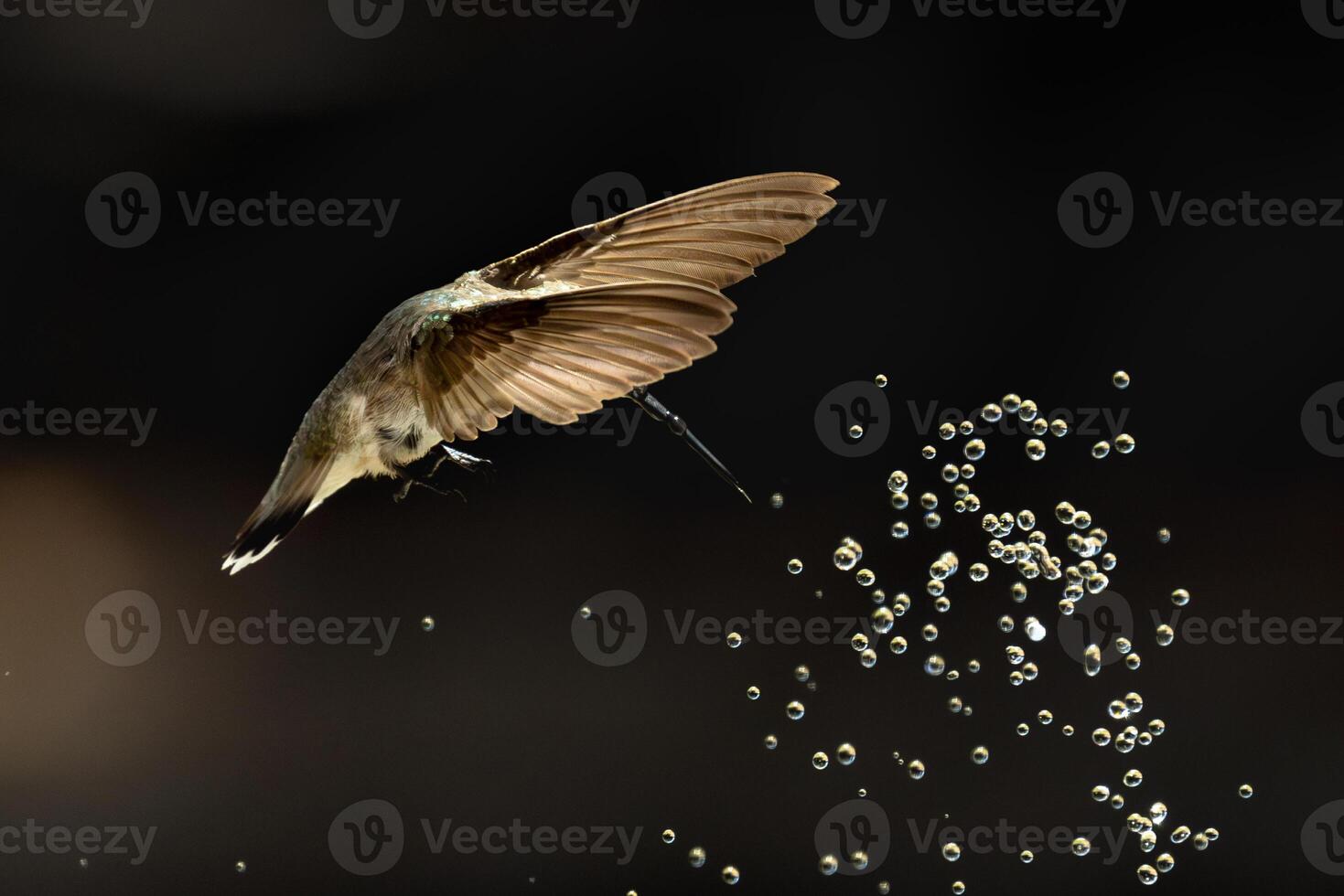Annas hummingbird - Calypte Anna - Enjoying the Water Fountain Drops. photo