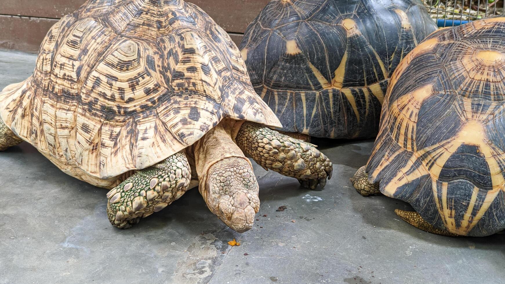 A group of Sulcata tortoises grazing peacefully photo