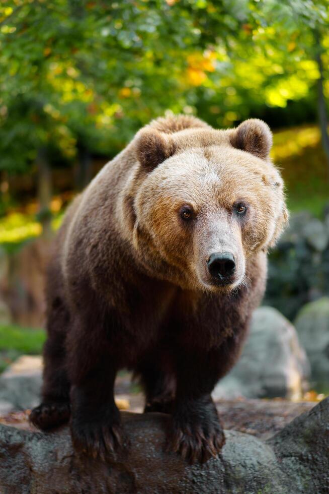 Kamchatka brown bear on rock photo