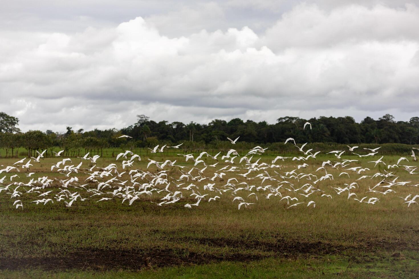 A flock of birds in flight over a grassy field with trees in the background under a cloudy sky at Cano Negro Wildlife Refuge in Costa Rica. photo