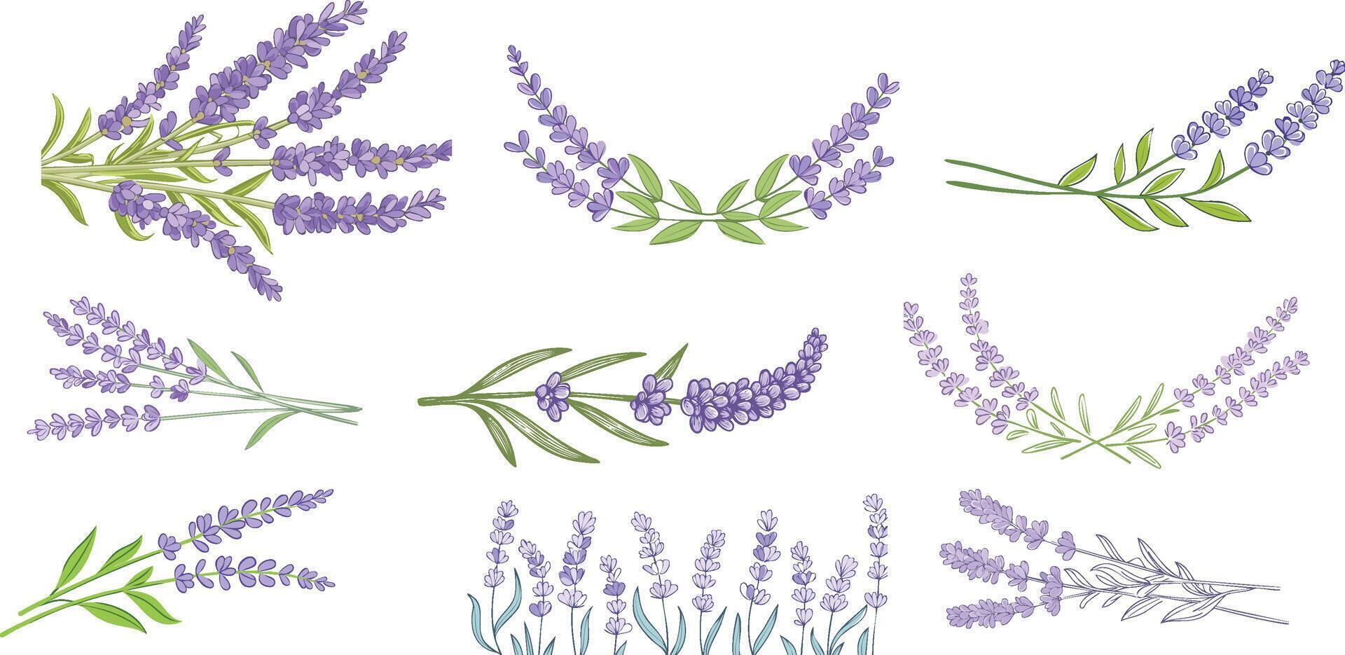 purple elegant hand drawn lavender collection vector
