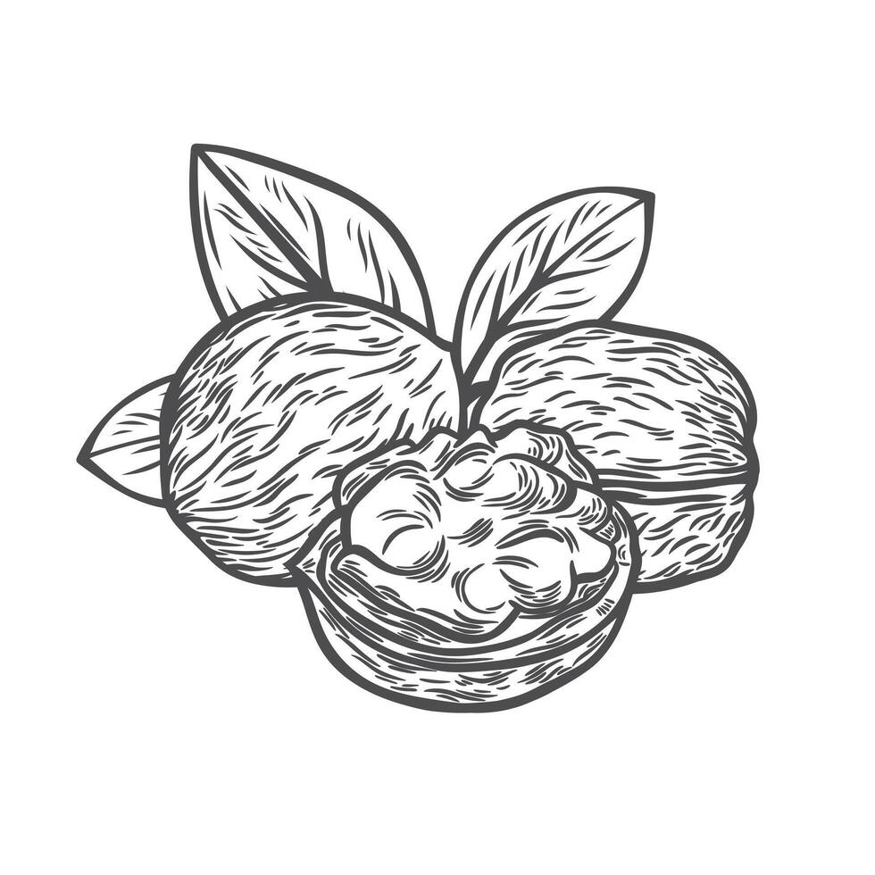 Walnuts in engraving style vector