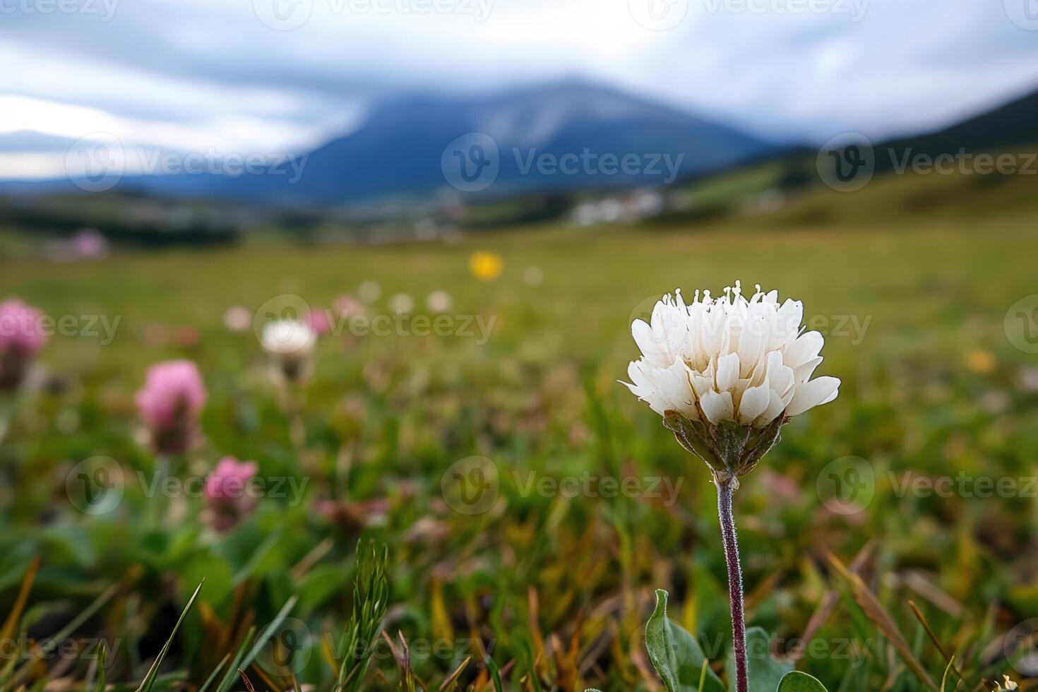 A white flower is the only thing visible in the image. The field is lush and green, with a mountain in the background. Scene is peaceful and serene, with the lone flower standing out against the vast photo
